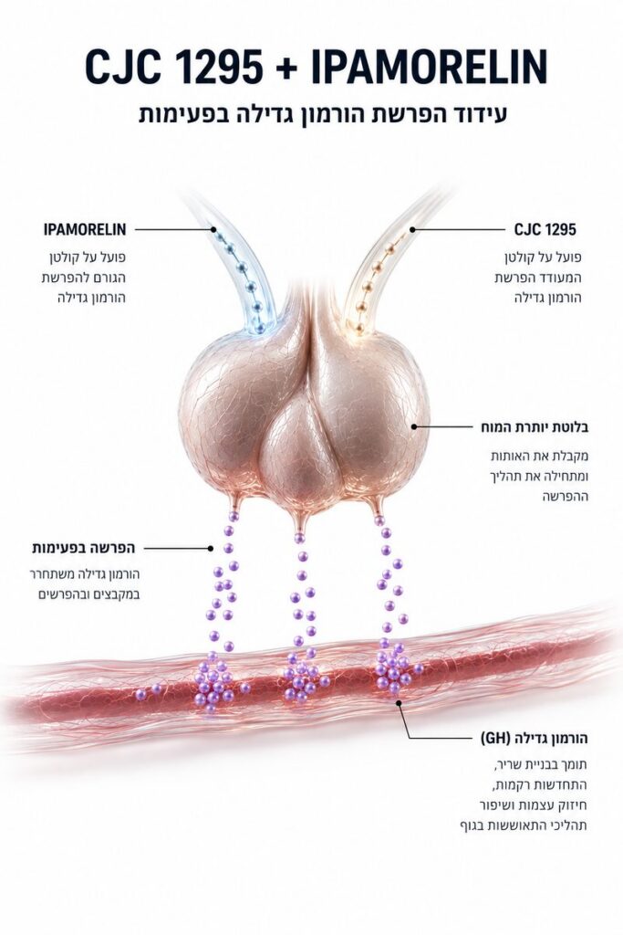 CJC-1295 + Ipamorelin — איך זה עובד?
