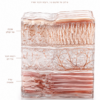 GLOW — skin and collagen research infographic