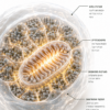 NAD+ — cellular energy and metabolism infographic