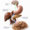 Retatrutide — triple-agonist mechanism infographic