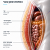 Tesamorelin — visceral-fat research infographic